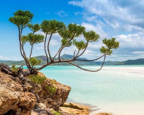 airlie-beach-whitsundays-tourism-activities (27)